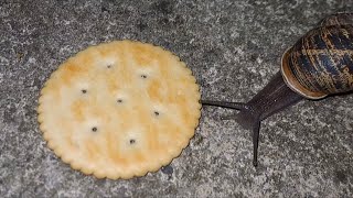 Snail Eating Ritz Cracker But There’s Doom Music