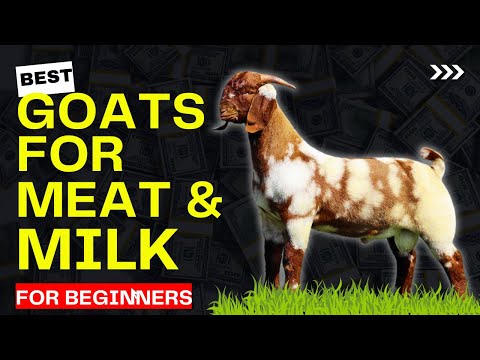 Top Goat Breeds For High Milk and Meat | Choosing the Perfect GOAT Breed for Your Farm