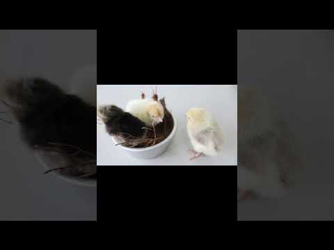 Cute hen video / cute baby #puppy #shorts #ytshorts