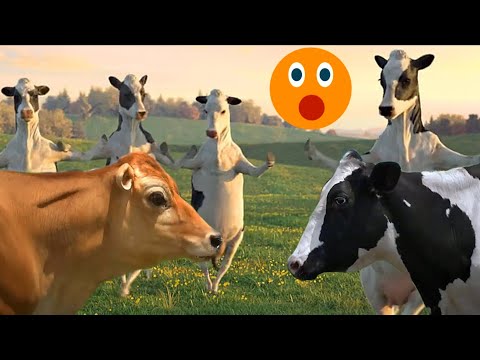 funny cow dance || fun superfast