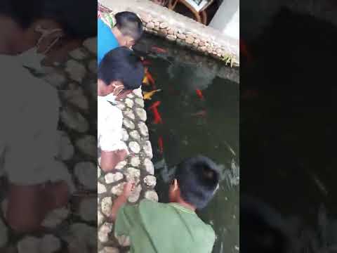 feeding fish