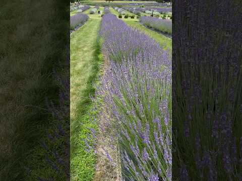 Rows of fragrant lavender in Indigo Lavender Farms in Imlay City, Michigan!