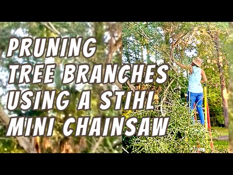 PRUNING A TREE USING STIHL MINI CHAIN SAW AND MILWAUKEE SAWZALL