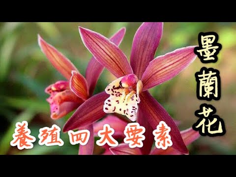 【天天小花農】墨蘭花養殖方法很多，但毫無疑問這四大要素不能忽略