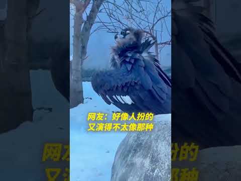 冰天雪地欢乐多，齐齐哈尔“雕哥”上线。网友：好像人扮的，又演得不太像那种（记者：张玥）