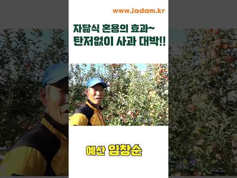 자닮식 혼용으로 탄저 없이 사과 농사 대박! You can control anthracnose by JADAM solution!!