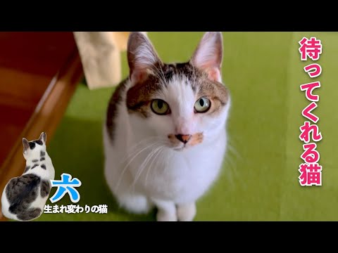 愛猫の六は待ってくれる優しい猫。六を見て猫への概念が変わるかもと思ってしまうこの頃です…笑 | [生まれ変わりの猫] 六