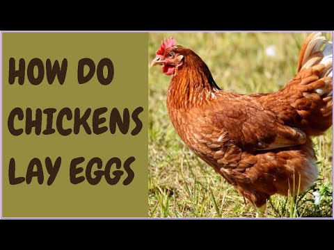 How Do Chickens Lay Eggs