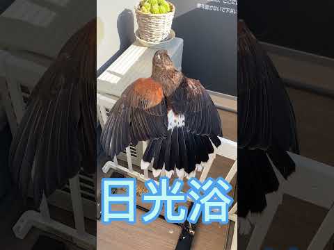 【鷹の日光浴】ゴキゲンなジョジョちゃん #vlog #ペット #ハリスホーク #birds #大鷹 #猛禽類 #癒し #渡り鳥 #鷹 #かわいい #日光浴