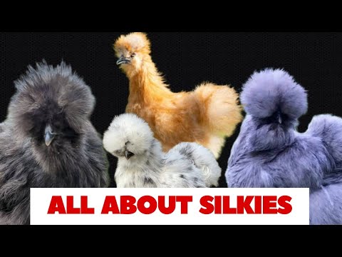 Silkie Chickens: Everything You Need to Know about Silkie Chicken