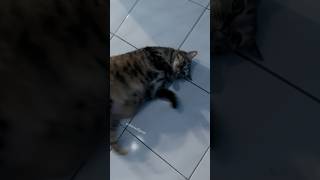 Ah miao’s weird behavior part 68 #ahmiaofjjmm #fyp #shorts #고양이 #cat #猫