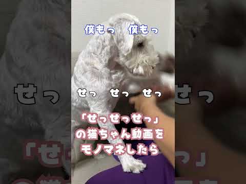 「せっせっせっ」の猫ちゃん動画をモノマネしたら噛まれる飼い主【いぬ編】 #shorts