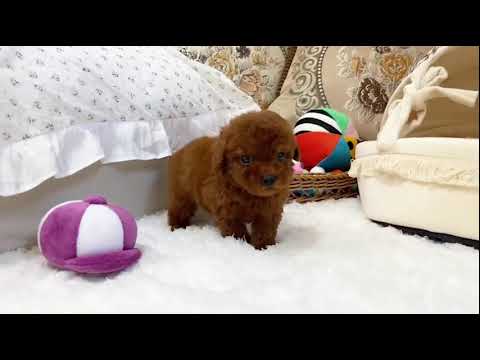 Red Toy Poodle - Aiden