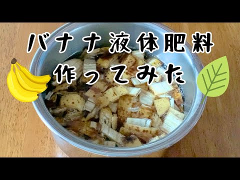 食糧備蓄【家庭菜園】みょうが＆スイカ初収穫！