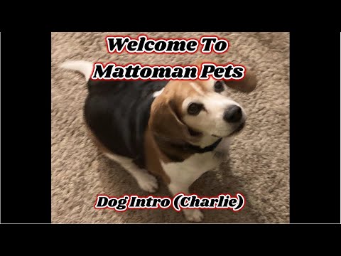 Welcome To Mattoman Pets | Dog Intro (Charlie)