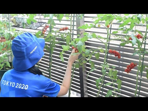 Growing Cherry Tomatoes from Store-Bought Ones on a Small Balcony