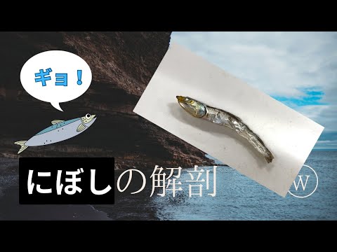 【からだのしくみ】イワシの解剖