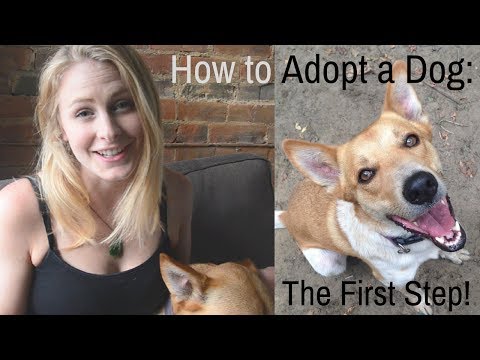 How to Adopt a Dog: The First Steps