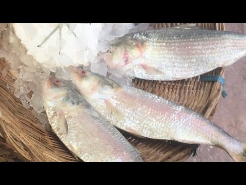 Big Hilsa Fish Cutting Skills By A Great Chef In Dhaka Large Fish Market পদ্মা নদীর ইলিশ মাছ🐟🐠🐡🔪