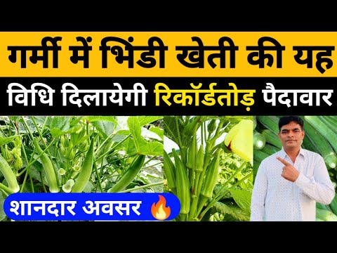 भिण्डी की खेती।भिंडी की खेती कैसे करें। Okra Farming। Bhindi Ki Kheti। lady finger farming