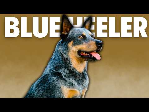 The Ultimate Herding Dog: Blue Heeler