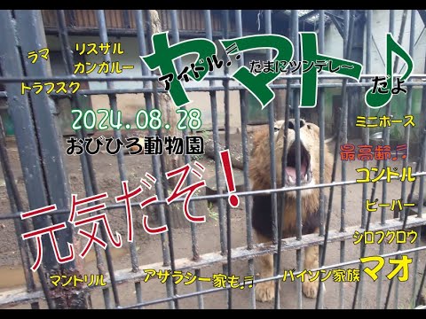 おびひろ動物園　ヤマトは吠えるぞ♬マオもジャックもみんなも元気だぞ♬2024年8月28日♬