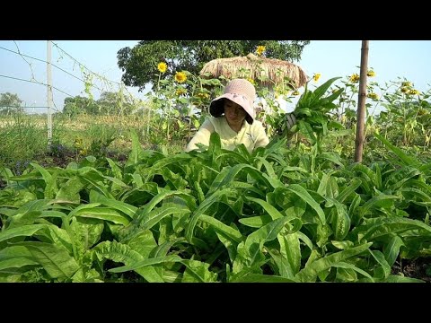 空心菜又嫩又翠绿，疯长不停，吃不完就做个酸菜吧，不一样的美味