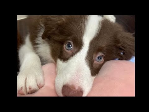 90-day-old Border Collie Bell (3rd day of pick-up)