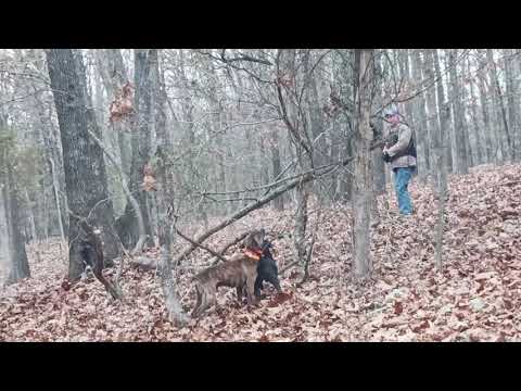 Dry Creek Hunting Dogs 1/ 8/ 2023