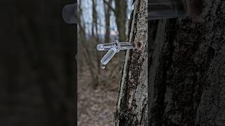 Tapping maple trees 🍁