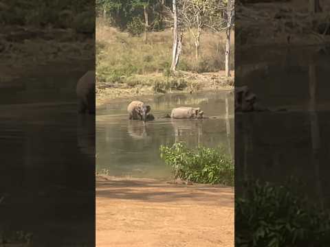 #elephant #tamil #song #love #music #nagarholenationalpark #animal #shortfeed #dance