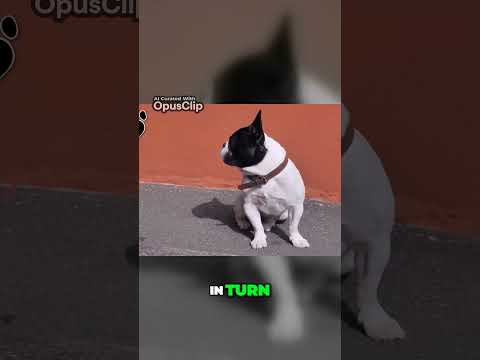 The French Bulldogs Unique Exercise Needs Understanding Their Oxygen Challenges