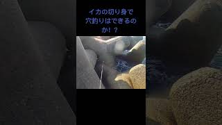 イカの切り身で穴釣りはできるのか！？　#穴釣り#shorts