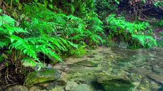 森の音、深い森からのホワイトノイズ、水の音と野鳥、自然音、ASMR