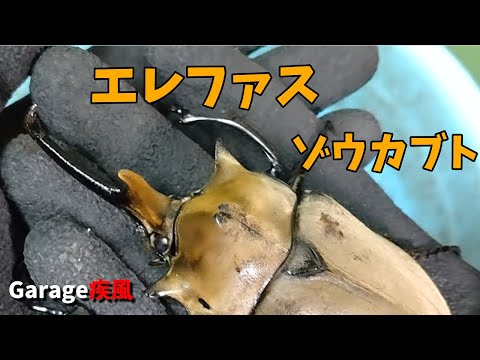 エレファスゾウカブト羽化　#カブトムシ