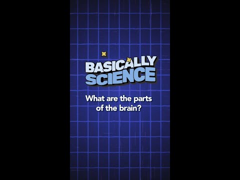 What are the parts of the brain? | Basically Science