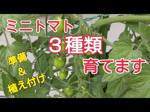 【家庭菜園ミニトマト】土の準備から植え付けまで🍅