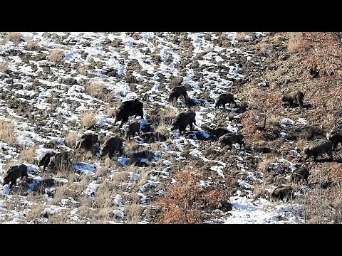 PERFECT WILD BOAR HUNT IN WINTER | KIŞIN HARİKA DOMUZ AVI