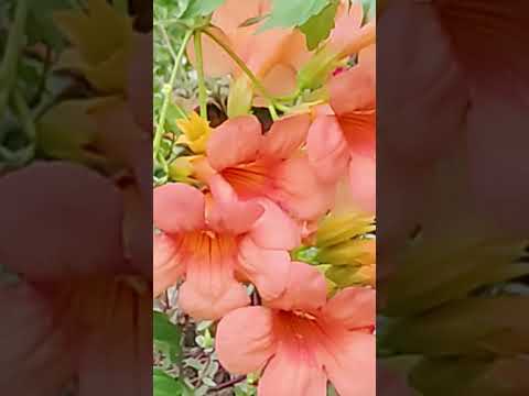 Trumpet vine