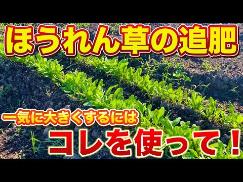 【ほうれん草】驚くほど大きくなる追肥のタイミング！どんな肥料を使えばいいのか？