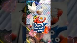 Смешное пожелание с добрым утром!#доброеутро #сдобрымутром #открыткисдобрымутром #shorts #shortvideo