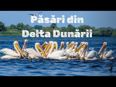 WBP Ep. 9 - DELTA DUNĂRII - Raiul iubitorilor de păsări sălbatice ( S29 - S51 )