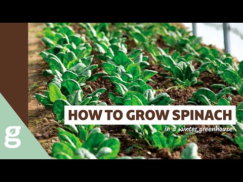 How to Grow Spinach in the Winter Greenhouse