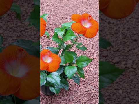 Hibiscus plant വേഗത്തിൽ പൂവിടാൻ ഈ fertilizer കൊടുക്കാൻ# Kerala garden മറക്കല്ലേ#youtubeshorts