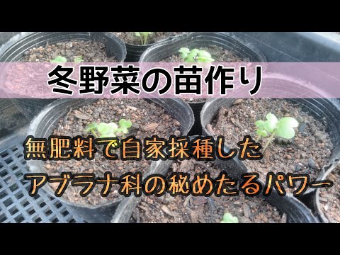 【たねとり在来種】冬野菜の苗づくりを始めよう