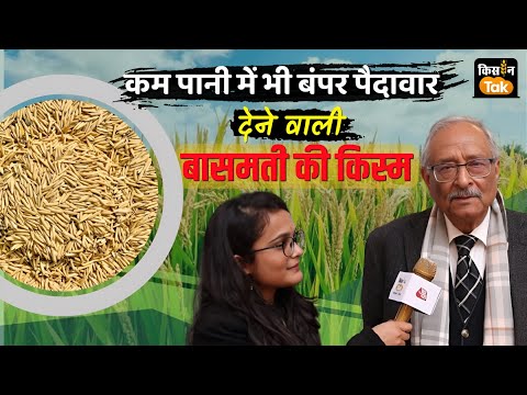 Basmati Rice Tips: धान की खेती करने वाले किसानों के लिए ये है जबरदस्त टिप्स, देखें Video #farming