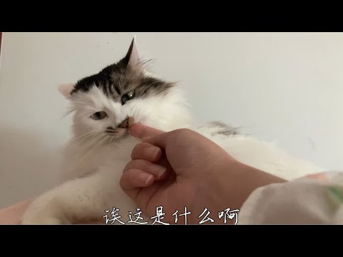 在小猫咪面前，谁还不是个夹子了