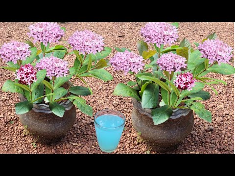 തെച്ചി ഇങ്ങനെ വേരു പിടിക്കാൻ ഇത്ര എളുപ്പമോ# Kerala garden ideas for home Malayalam #