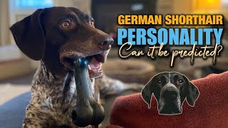 What is the personality and temperament of a GSP?