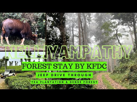 Nelliyampathy Forest Stay | KFDC Forest Lodge at Pakuthipalam | Adventurous Off-Road Jeep Drive